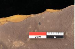 Foto (Detailsansicht) von Quercus palaeoilex Ettingshausen (NHMW-GEO-2024-0188-0887)